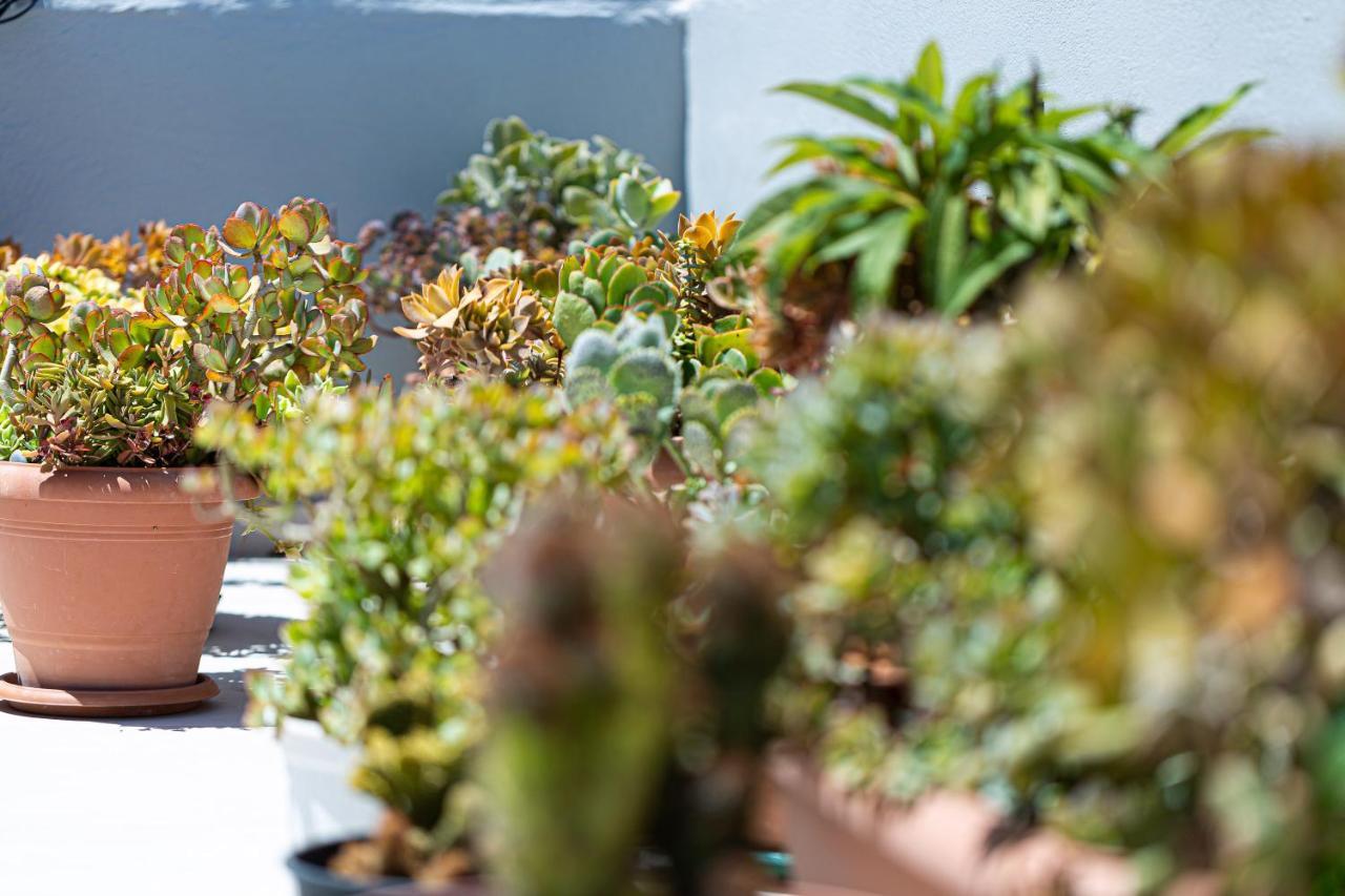 Cactopia Apartments- Hoya-Aeonium Rethymno Eksteriør bilde