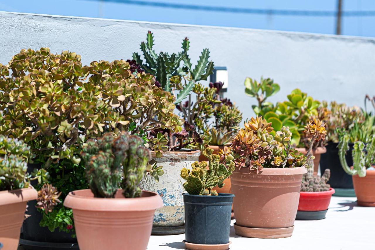 Cactopia Apartments- Hoya-Aeonium Rethymno Eksteriør bilde