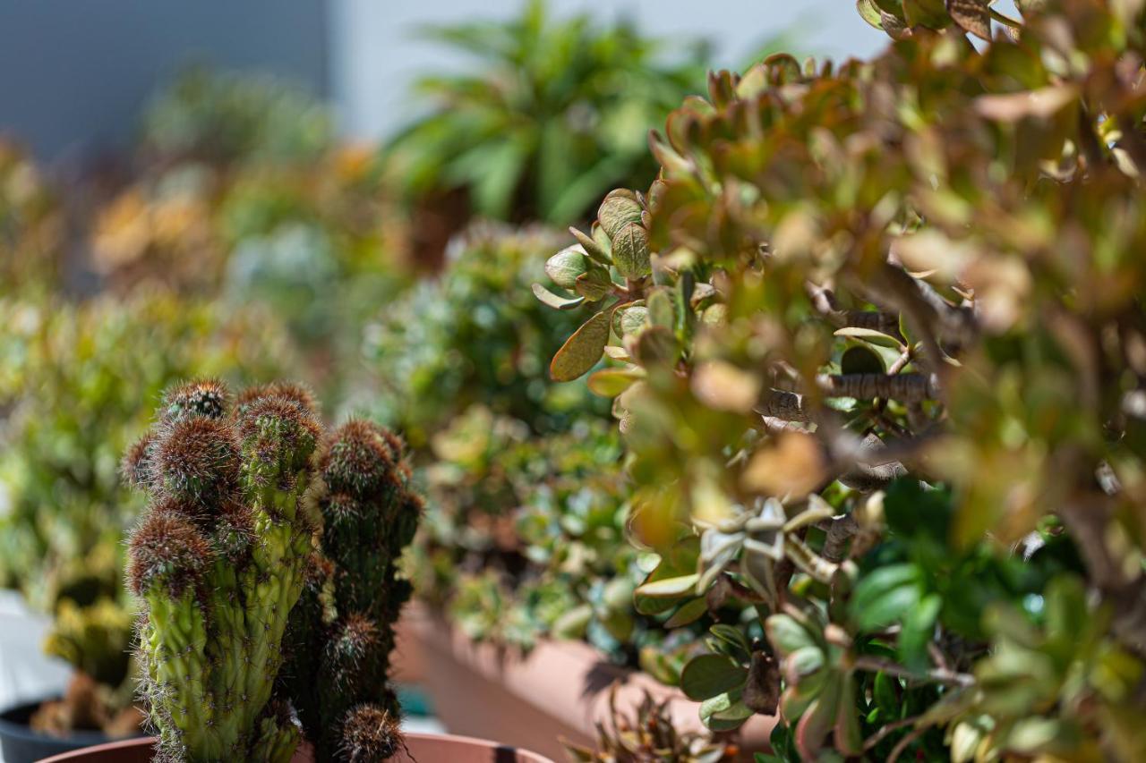 Cactopia Apartments- Hoya-Aeonium Rethymno Eksteriør bilde